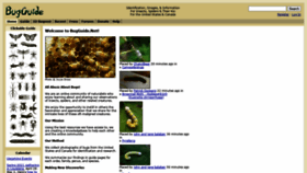 What Bugguide.net website looked like in 2021 (4 years ago)