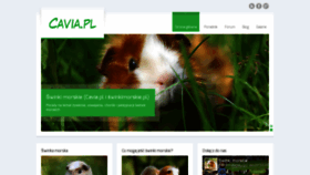 What Cavia.pl website looked like in 2020 (4 years ago)
