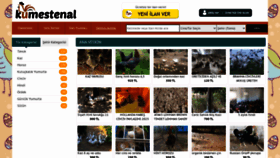 What Kumestenal.com website looked like in 2023 (This year)