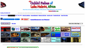 What Malawicichlids.com website looked like in 2021 (2 years ago)
