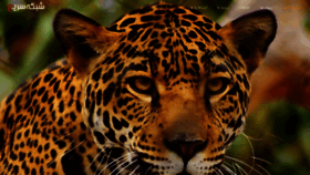 What Qlan.ir website looked like in 2019 (5 years ago)