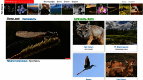 What Rasfokus.ru website looked like in 2020 (5 years ago)