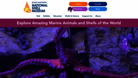 What Shellmuseum.org website looked like in 2022 (1 year ago)