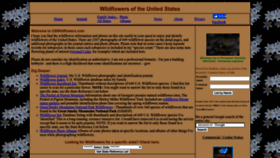 What Uswildflowers.com website looks like in 2024 