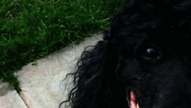 What Wildelycreative.com website looked like in 2021 (4 years ago)