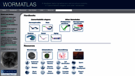 What Wormatlas.org website looks like in 2024 