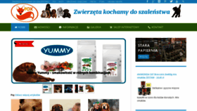 What Zoofox.pl website looked like in 2019 (4 years ago)